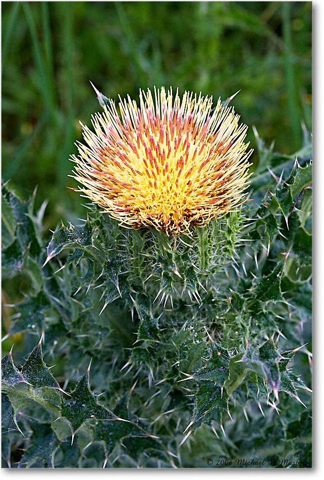 ThistleBloom_ChincoNWR_2006May_E0K8208 copy
