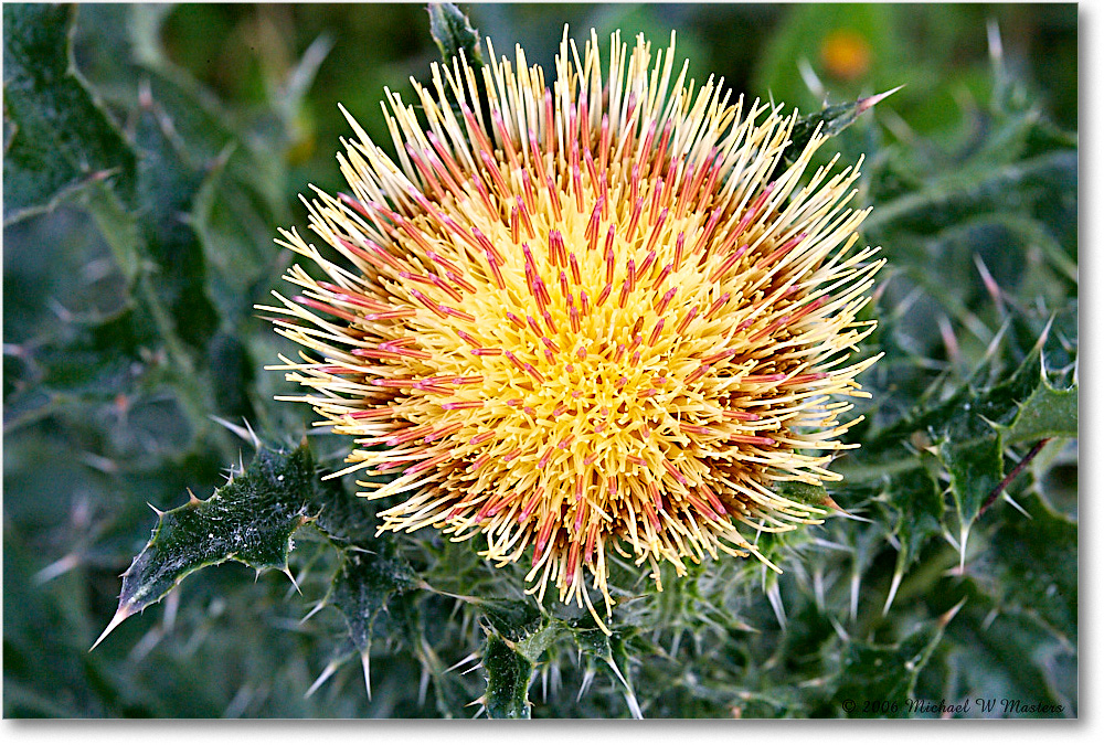 ThistleBloom_ChincoNWR_2006May_E0K8213 copy