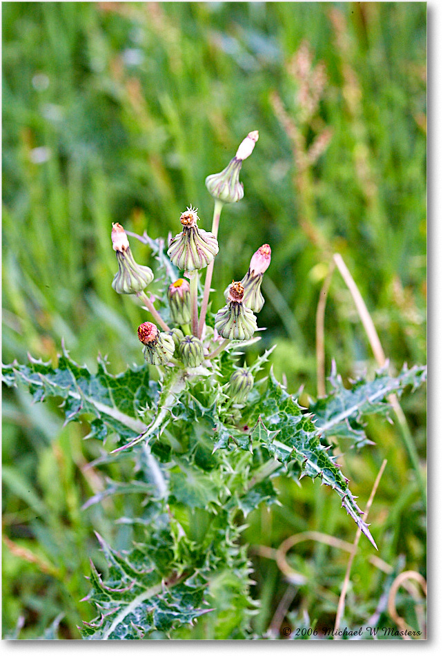 ThistleBloom_ChincoNWR_2006May_E0K8215 copy