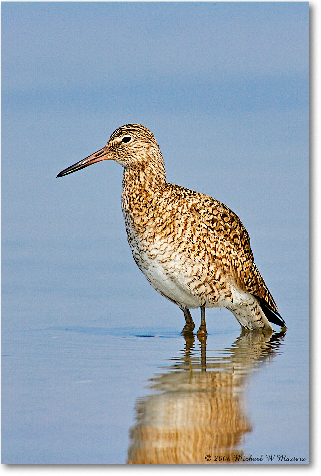 Willet_LittleTomsCove_2006May_E0K8276 copy