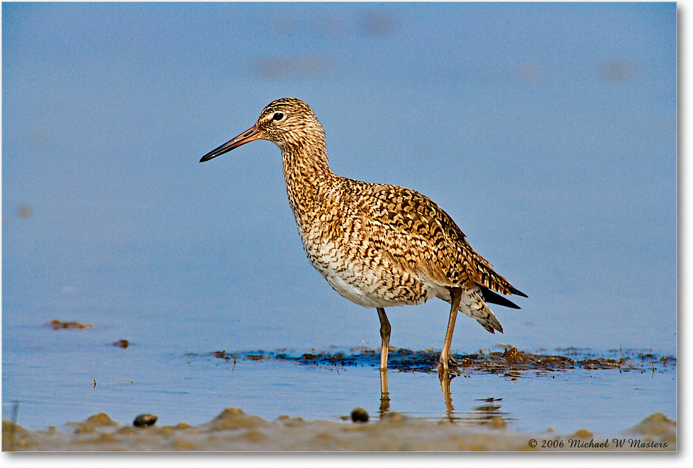 Willet_LittleTomsCove_2006May_E0K8309 copy