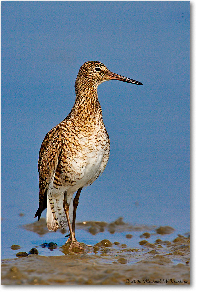 Willet_LittleTomsCove_2006May_E0K8313 copy