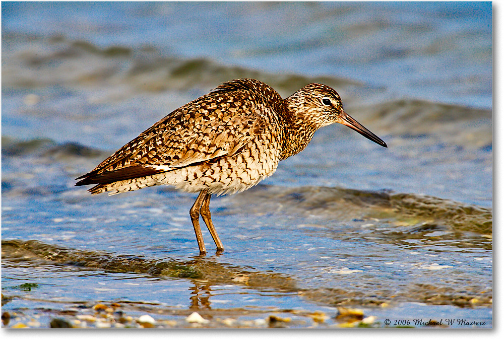 Willet_LittleTomsCove_2006May_E0K8507 copy