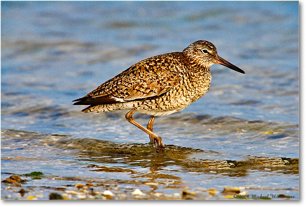 Willet_LittleTomsCove_2006May_E0K8510 copy