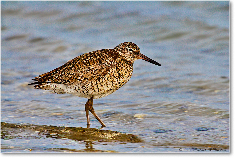 Willet_LittleTomsCove_2006May_E0K8516 copy