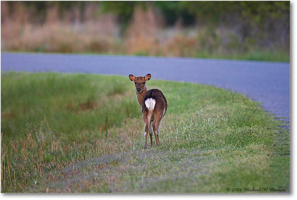 Deer_ChincoNWR_2006May_Y2F8143 copy