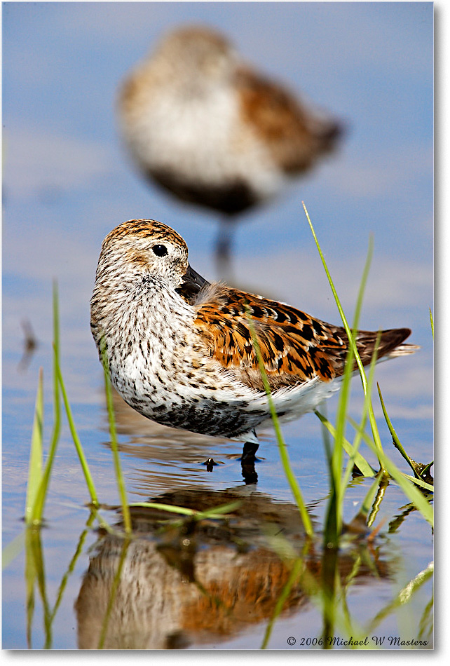 Dunlin_Assateague_2006May_E0K8822 copy