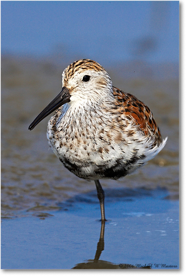 Dunlin_LittleTomsCove_2006May_E0K8263 copy