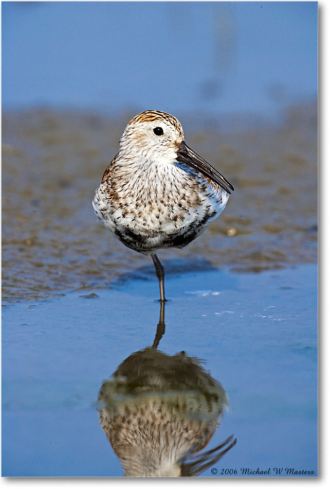 Dunlin_LittleTomsCove_2006May_E0K8267 copy
