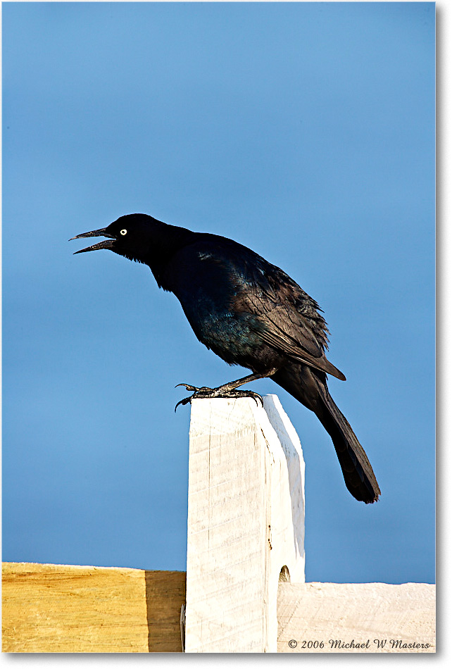 GrackleBoattail_Assateague_2006May_E0K9514 copy