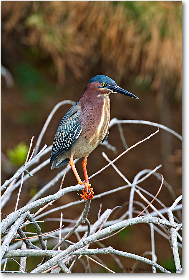 GreenHeron_ChincoNWR_2006May_E0K8114 copy