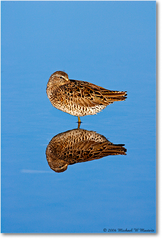 LeastSandpiper_Assateague_2006May_E0K9148 copy