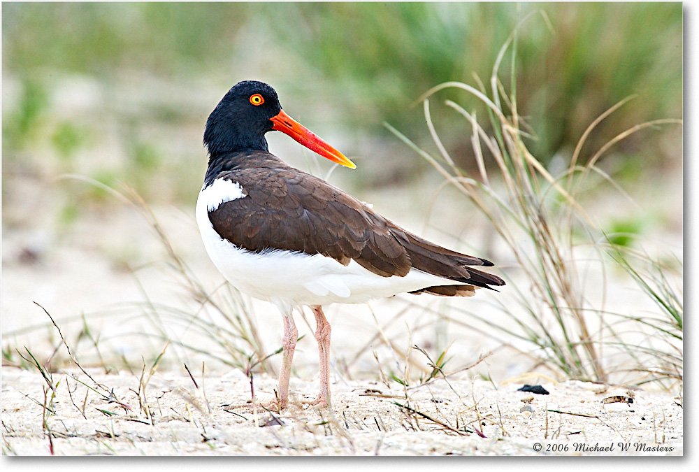 Oystercatcher_Assateague_2006May_E0K8189 copy