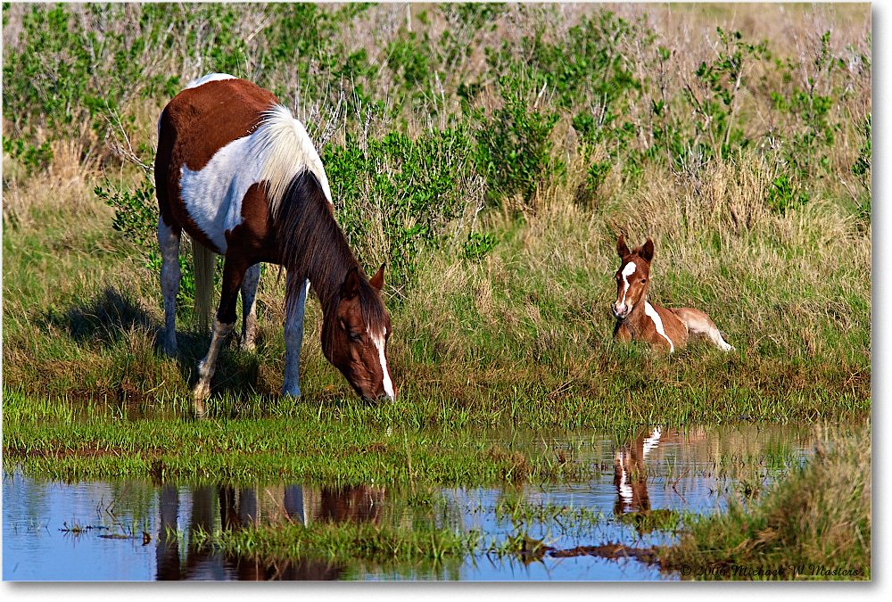 Pony&Foal_ChincoNWR-bdm_2006May_E0K9543 copy