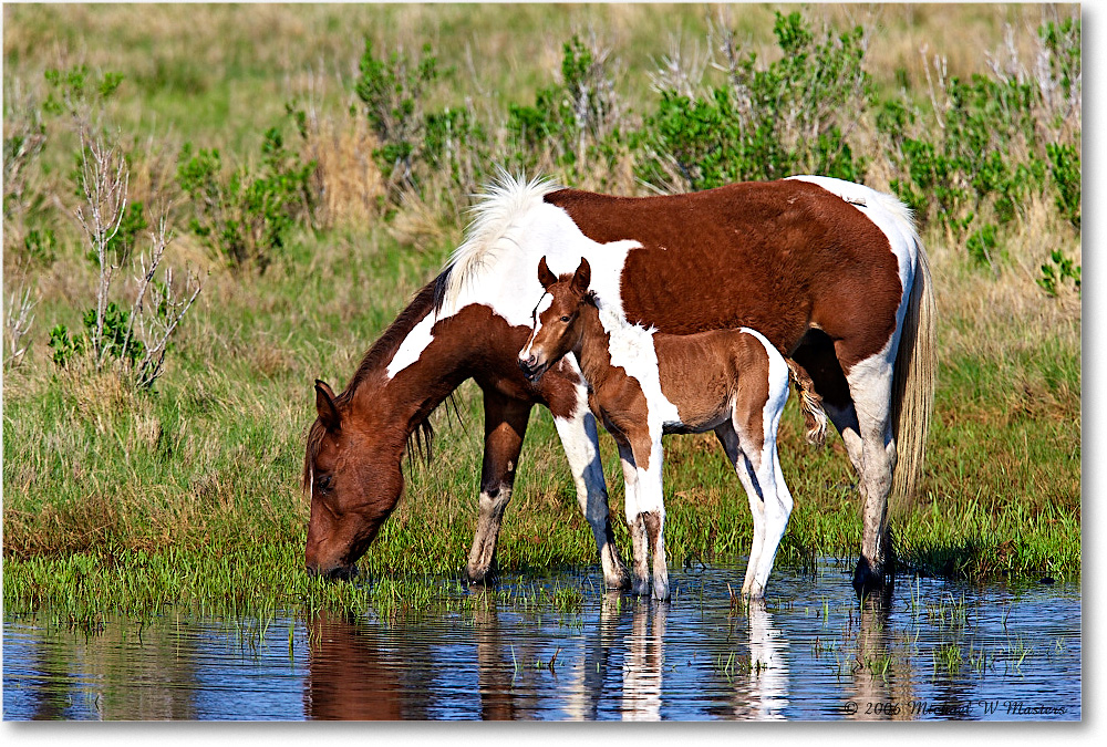 Pony&Foal_ChincoNWR-bdm_2006May_E0K9650 copy