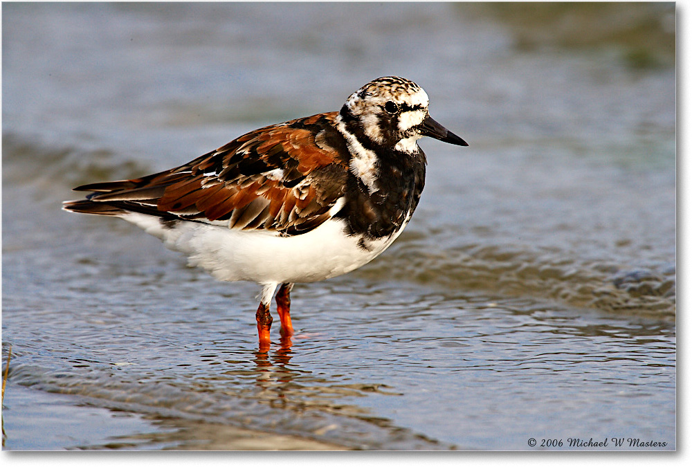 RuddyTurnstone_LittleTomsCove_2006May_E0K8563 copy