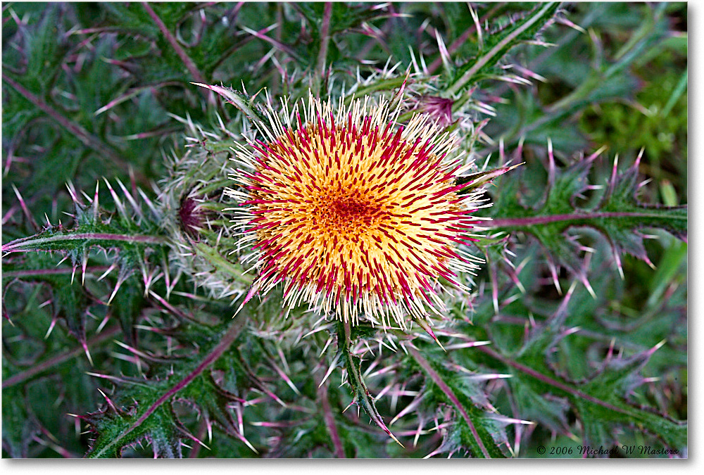 ThistleBloom_ChincoNWR_2006May_E0K8197 copy