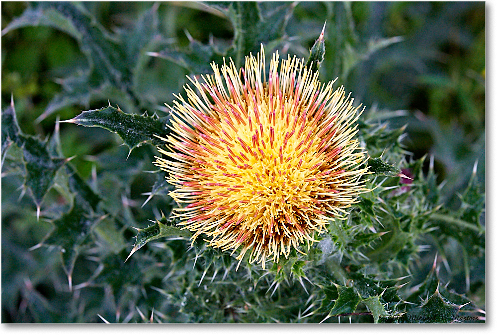 ThistleBloom_ChincoNWR_2006May_E0K8207 copy