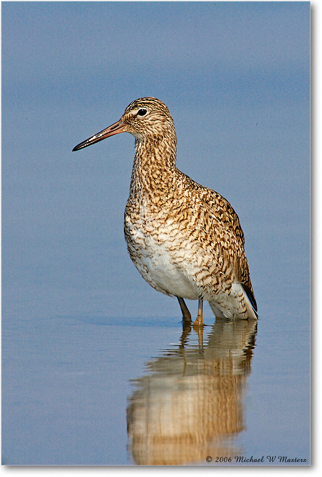 Willet_LittleTomsCove_2006May_E0K8275 copy