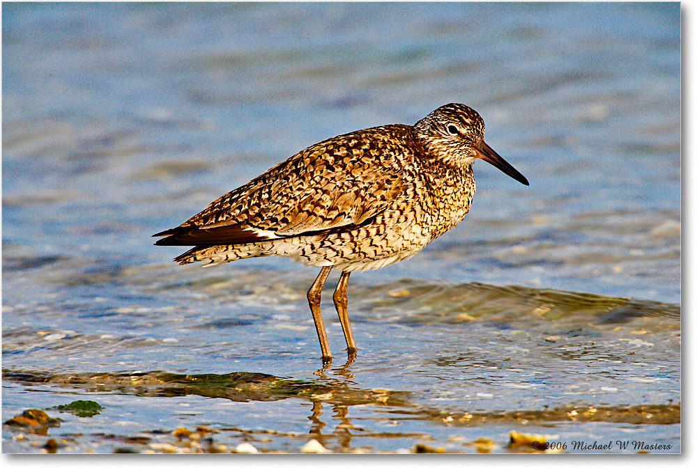 Willet_LittleTomsCove_2006May_E0K8509 copy