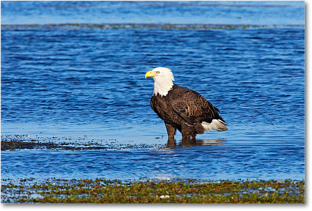 BaldEagle_ChincoNWR-wll_2006Nov_E0K8357 copy