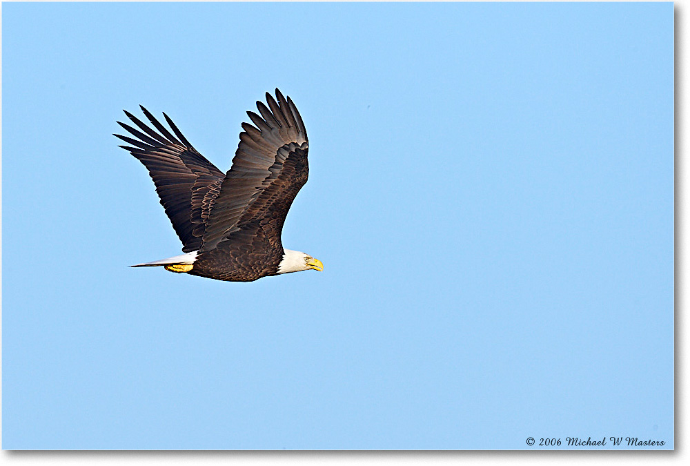 BaldEagle_ChincoNWR-wll_2006Nov_E0K9095 copy
