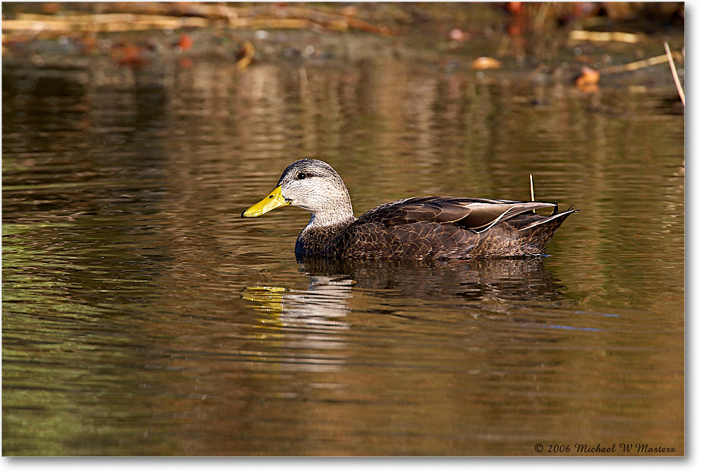 BlackDuck_ChincoNWR_2006Nov_E0K8261 copy
