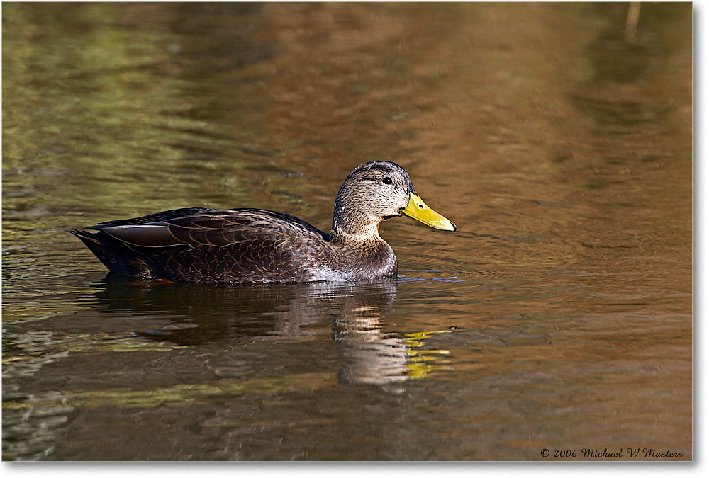 BlackDuck_ChincoNWR_2006Nov_E0K8274 copy