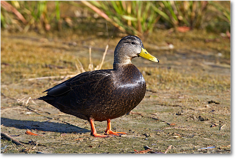 BlackDuck_ChincoNWR_2006Nov_E0K8288 copy