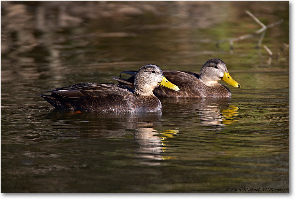 BlackDucks_ChincoNWR_2006Nov_E0K8258 copy