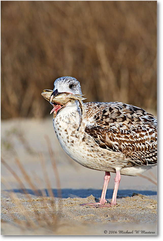 BlackbackGullJuv_Assateague_2006Nov_E0K9293 copy