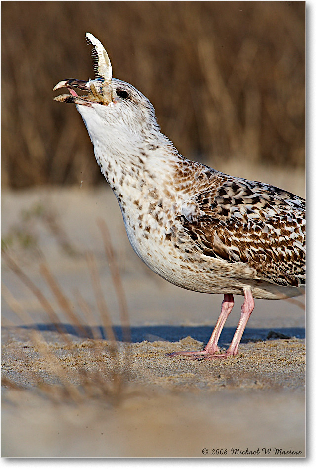 BlackbackGullJuv_Assateague_2006Nov_E0K9304 copy