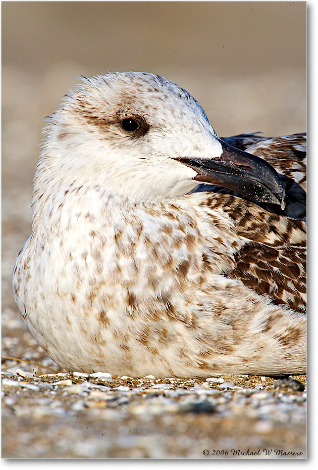 BlackbackGullJuv_Assateague_2006Nov_E0K9327 copy