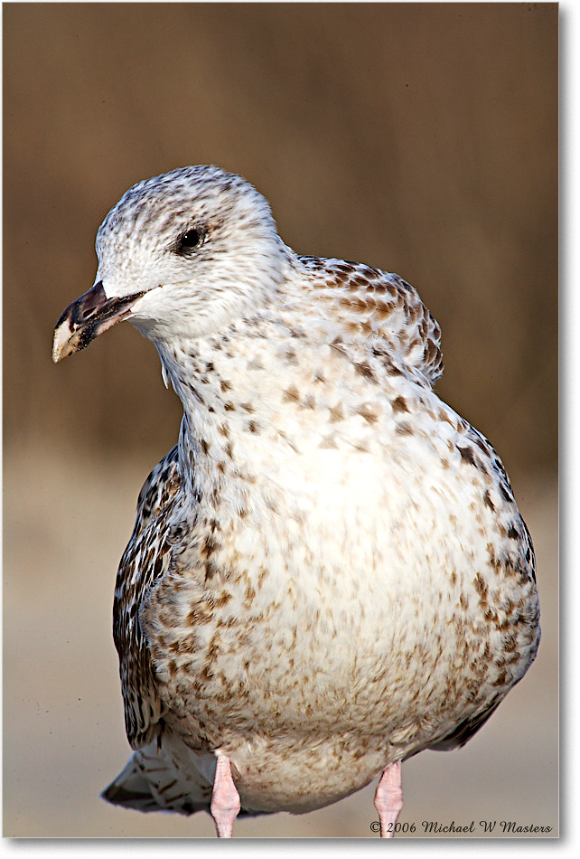 BlackbackGullJuv_Assateague_2006Nov_E0K9335 copy