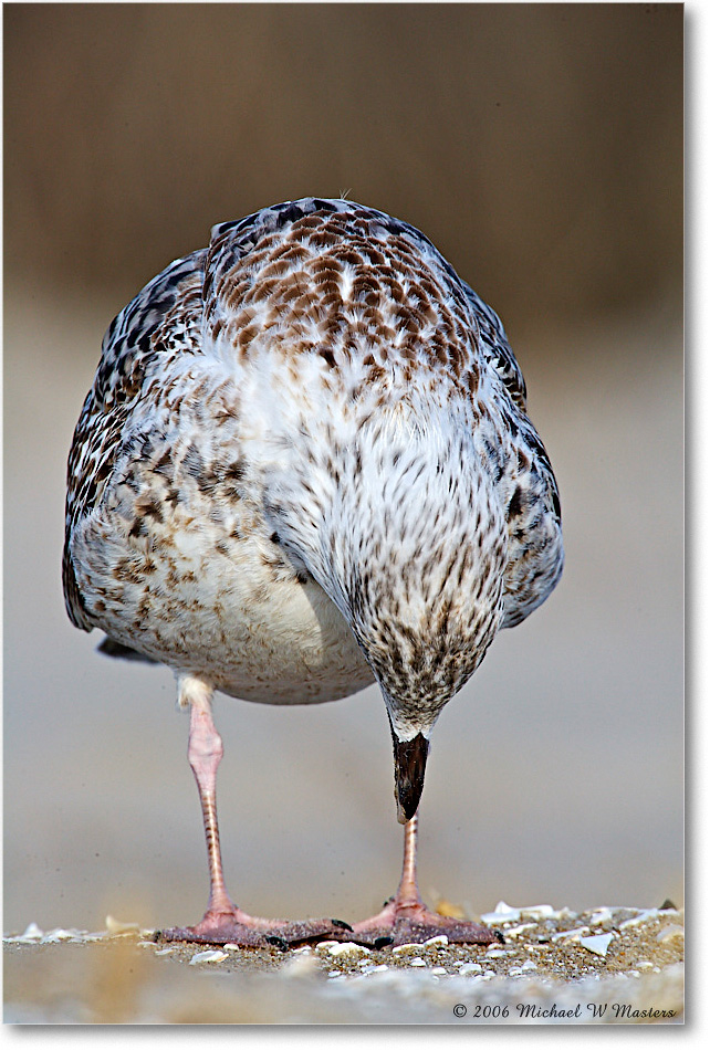 BlackbackGullJuv_Assateague_2006Nov_E0K9357 copy
