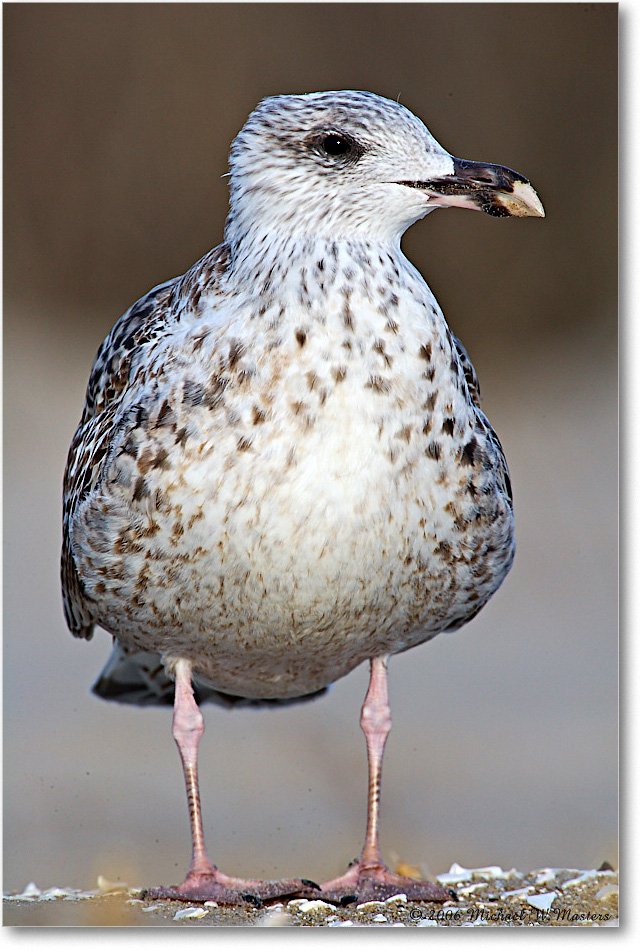 BlackbackGullJuv_Assateague_2006Nov_E0K9359 copy