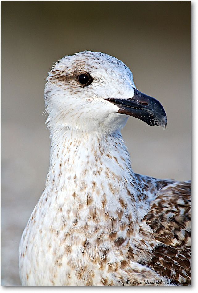 BlackbackGullJuv_Assateague_2006Nov_E0K9362 copy