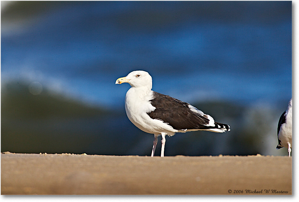 BlackbackGull_Assateague_2006Nov_E0K8303 copy