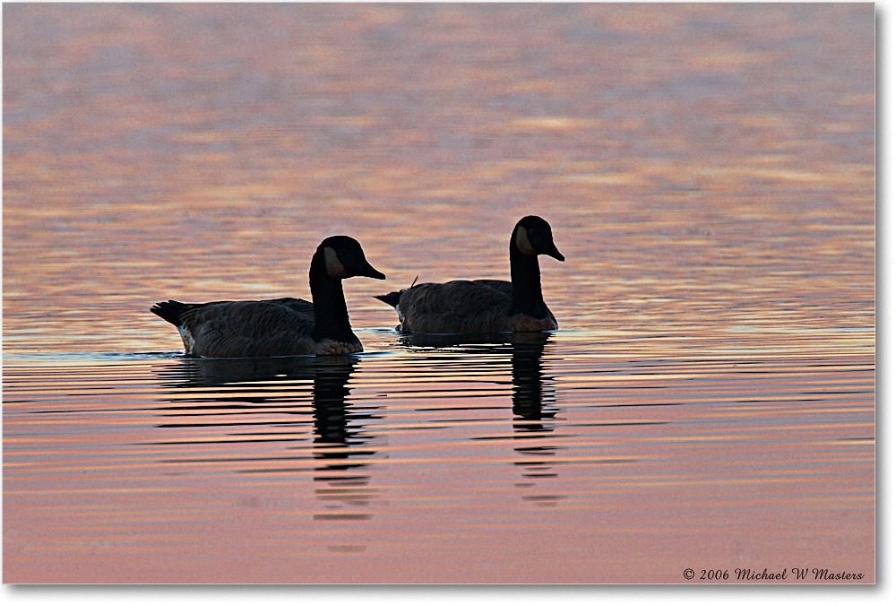 CanadaGeese_ChincoNWR_2006Nov_E0K8491 copy