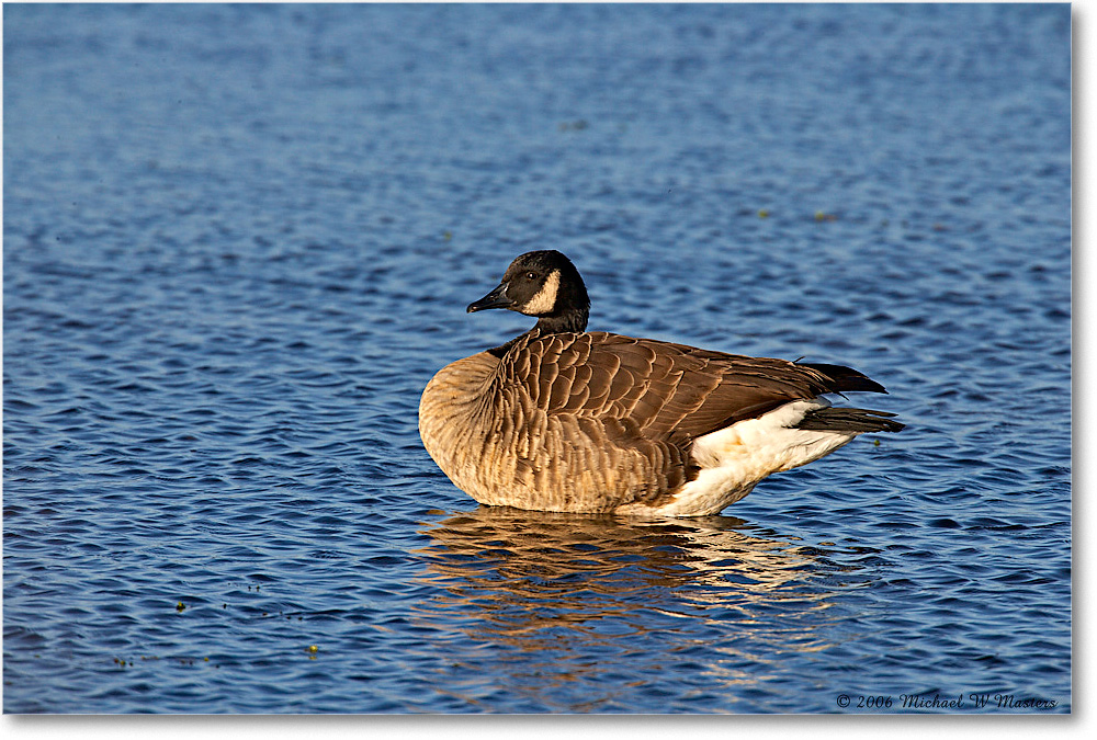 CanadaGoose_ChincoNWR_2006Nov_E0K8413 copy
