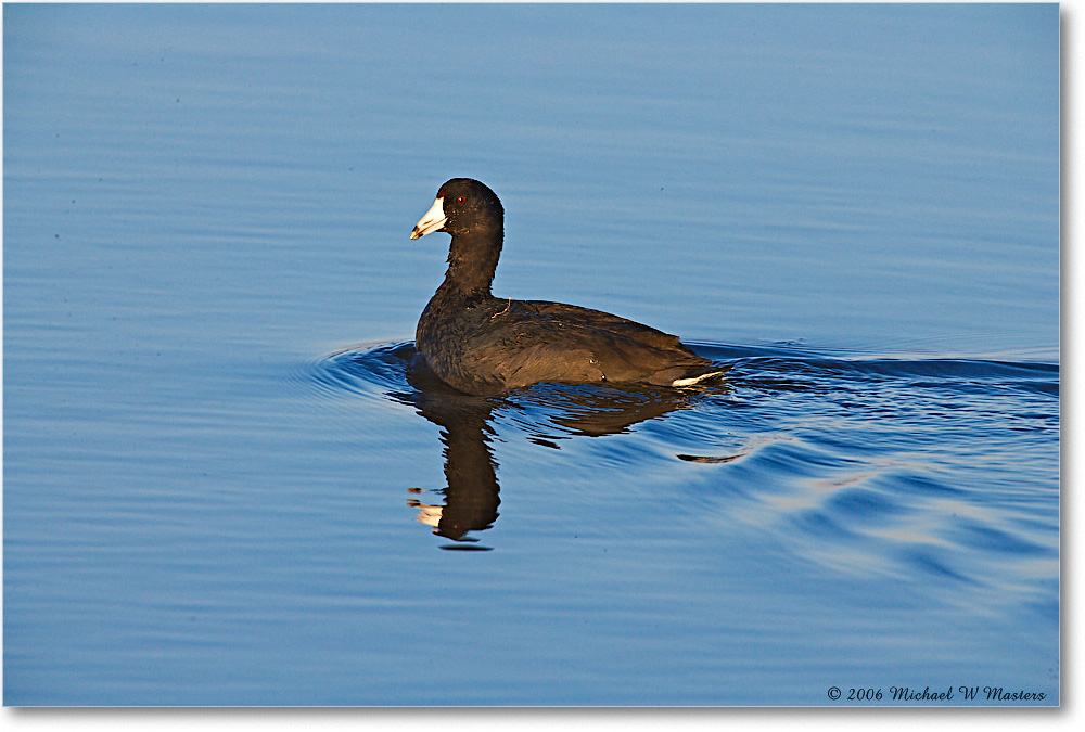 Coot_Chinco_NWR-wll_2006Nov_E0K9014 copy