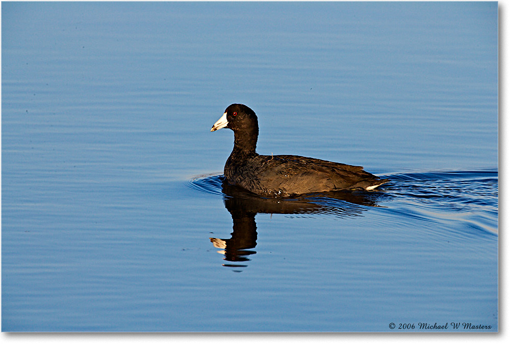 Coot_Chinco_NWR-wll_2006Nov_E0K9015 copy
