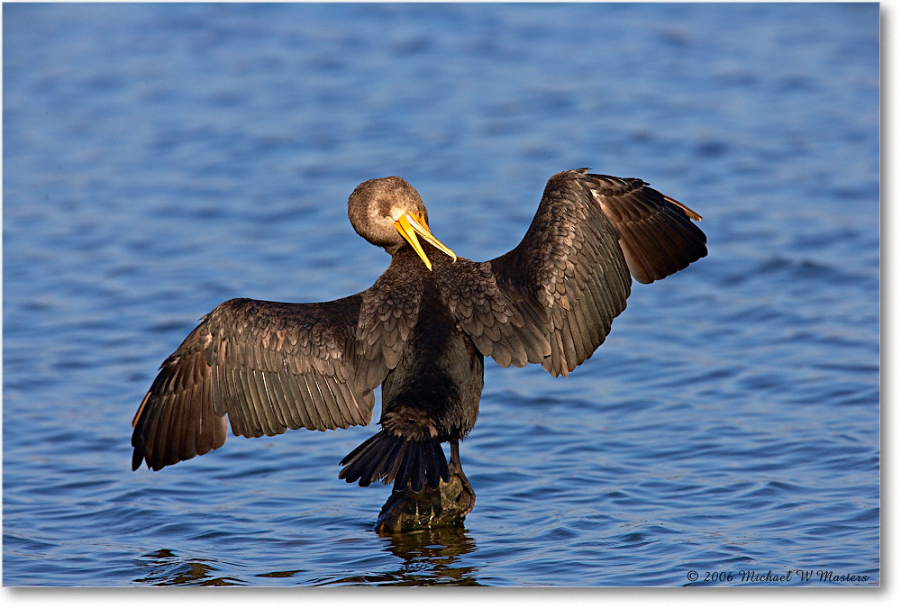 Cormorant_ChincoNWR-sc_2006Nov_E0K8650 copy