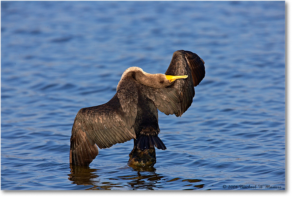 Cormorant_ChincoNWR-sc_2006Nov_E0K8670 copy