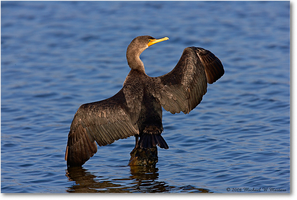 Cormorant_ChincoNWR-sc_2006Nov_E0K8674 copy