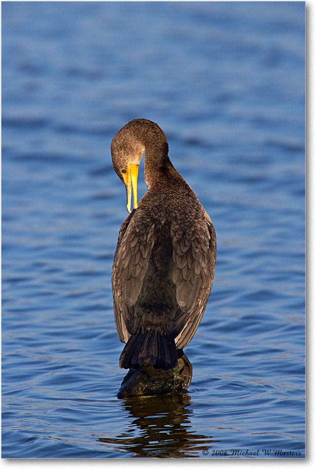 Cormorant_ChincoNWR-sc_2006Nov_E0K8738 copy