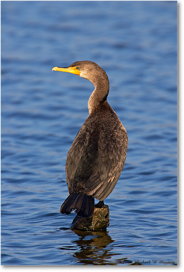 Cormorant_ChincoNWR-sc_2006Nov_E0K8772 copy
