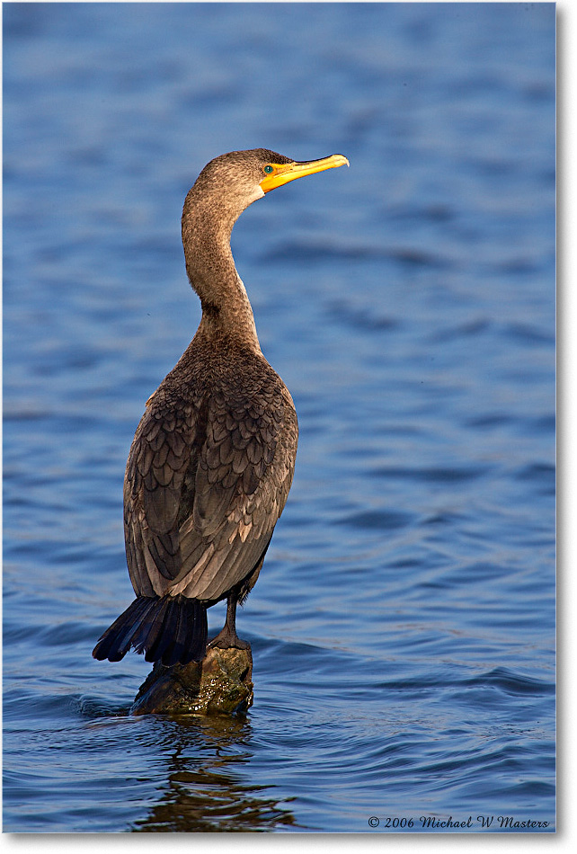 Cormorant_ChincoNWR-sc_2006Nov_E0K8776 copy