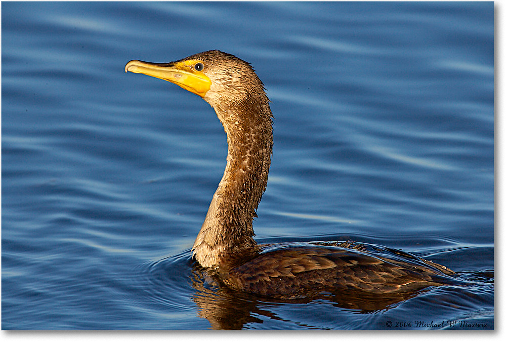 Cormorant_ChincoNWR-wll_2006Nov_E0K8417 copy