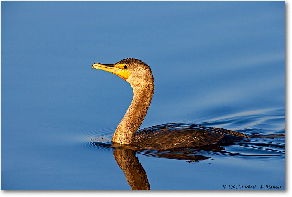 Cormorant_ChincoNWR-wll_2006Nov_E0K9054 copy